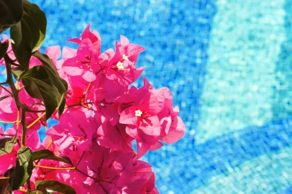 bouganvilla_and_pool_425
