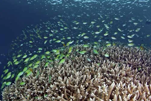 Reefs