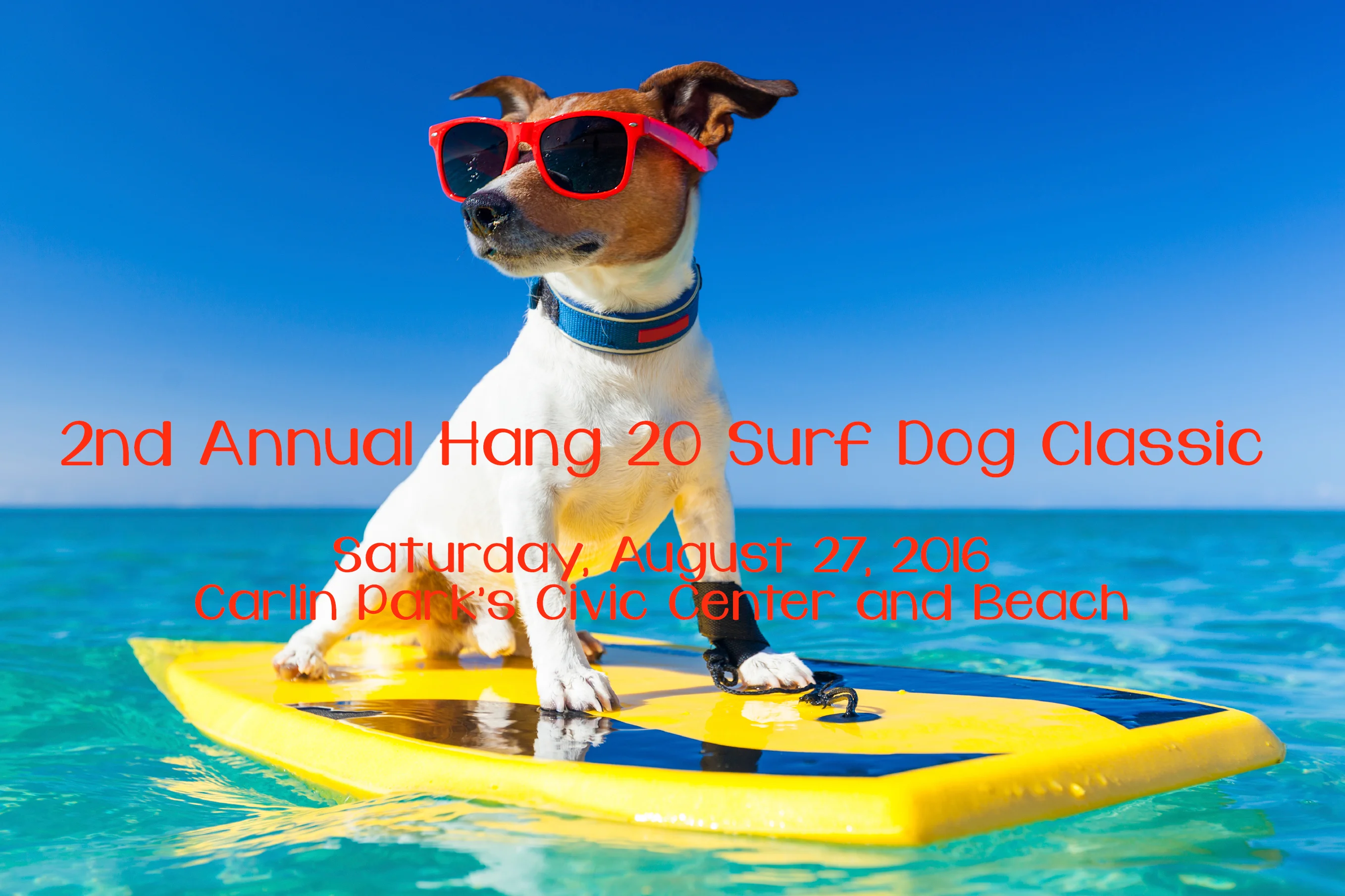  dog surf  