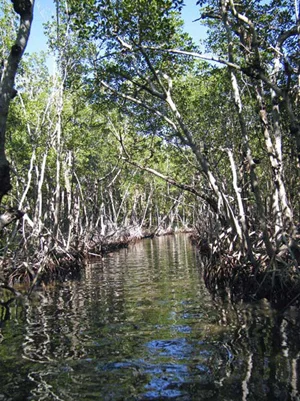 everglades_500_istock_000048887416large_401
