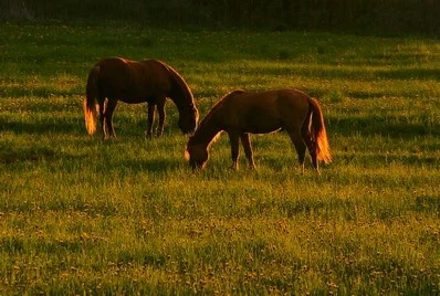 grazing_horses_398_398