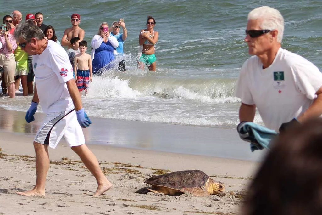 Releasing Sea Turtles back into the wild