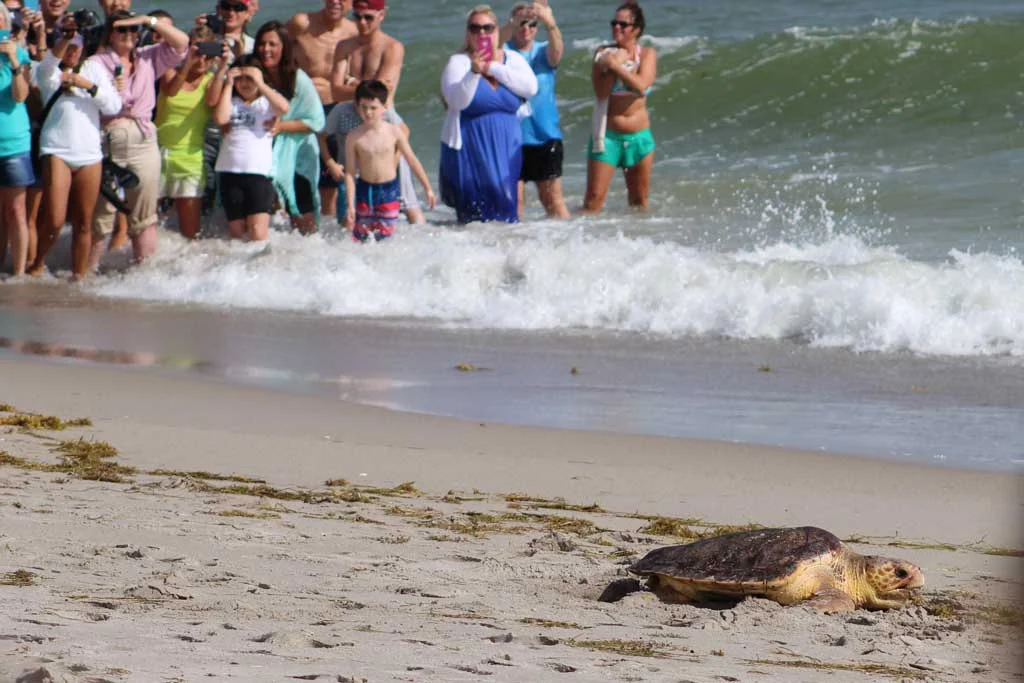 Loggerhead Marine Life Center releases 5 sea turtles