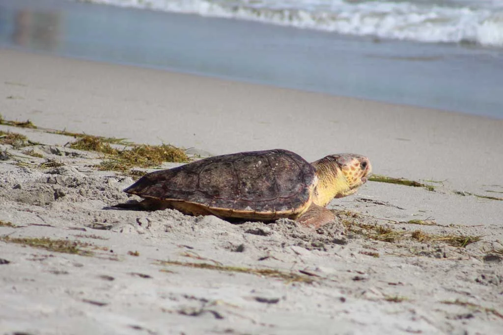 Loggerhead Marine Life Center Turtle going back to the sea