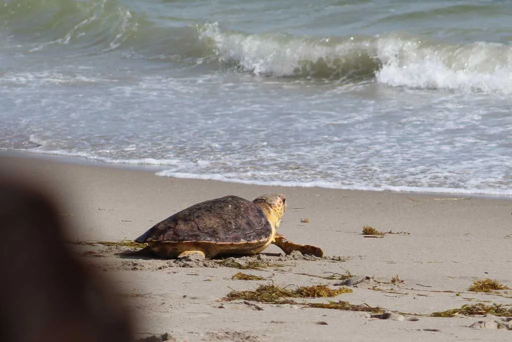 Sea Turtle going back into the sea