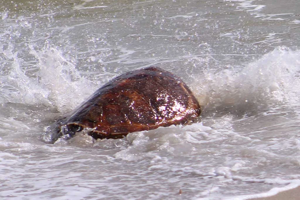 Sea Turtle splashes in the ocean