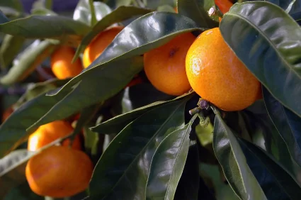 Famous Florida Oranges