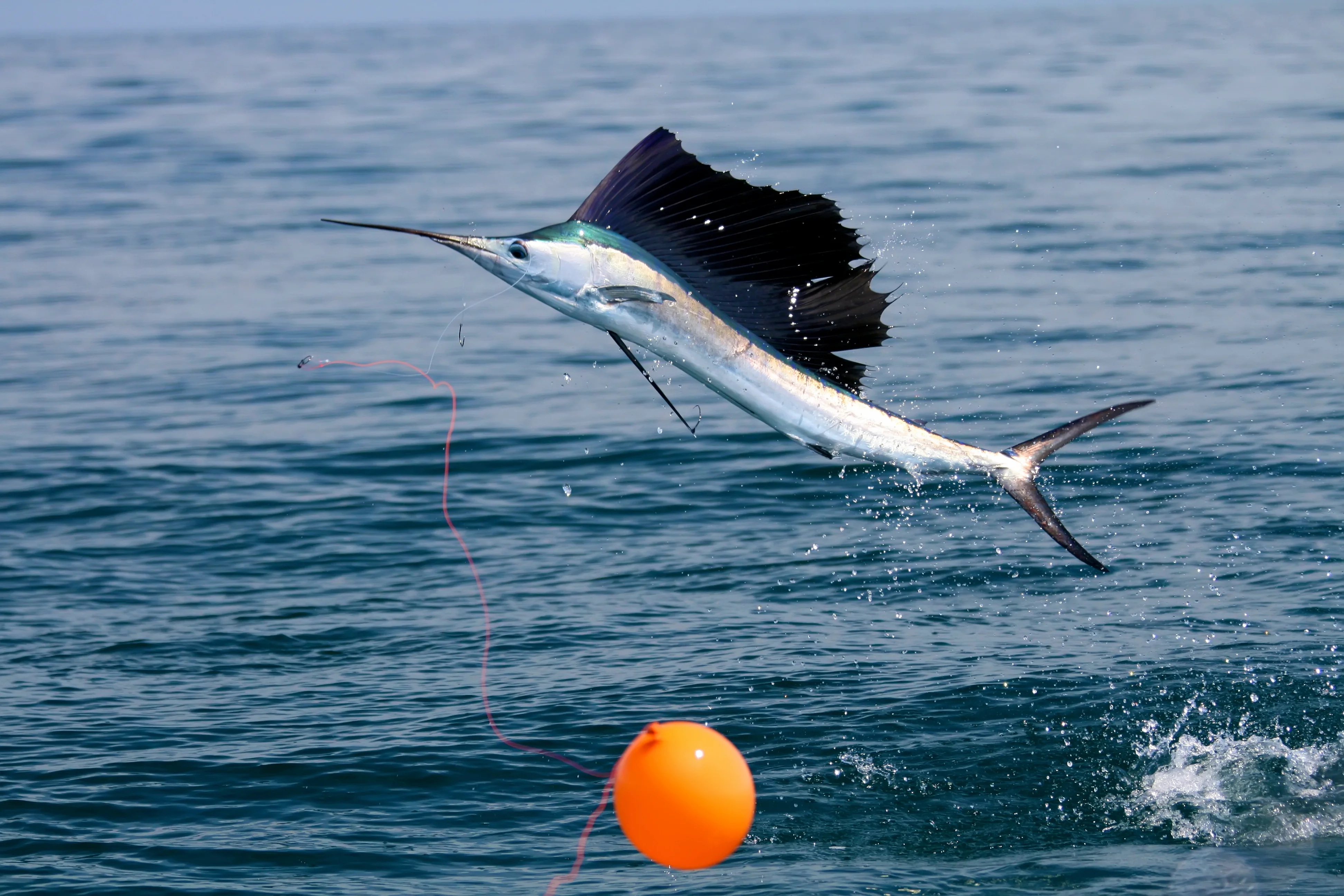 south florida fishing