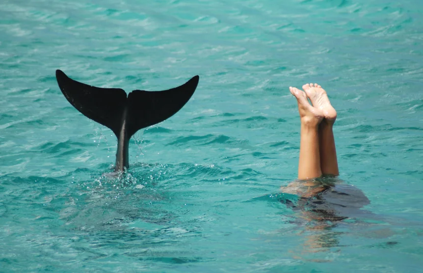 Swimming with Dolphins in South Florida