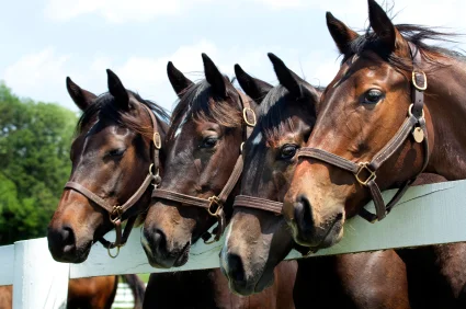 Wellington Polo