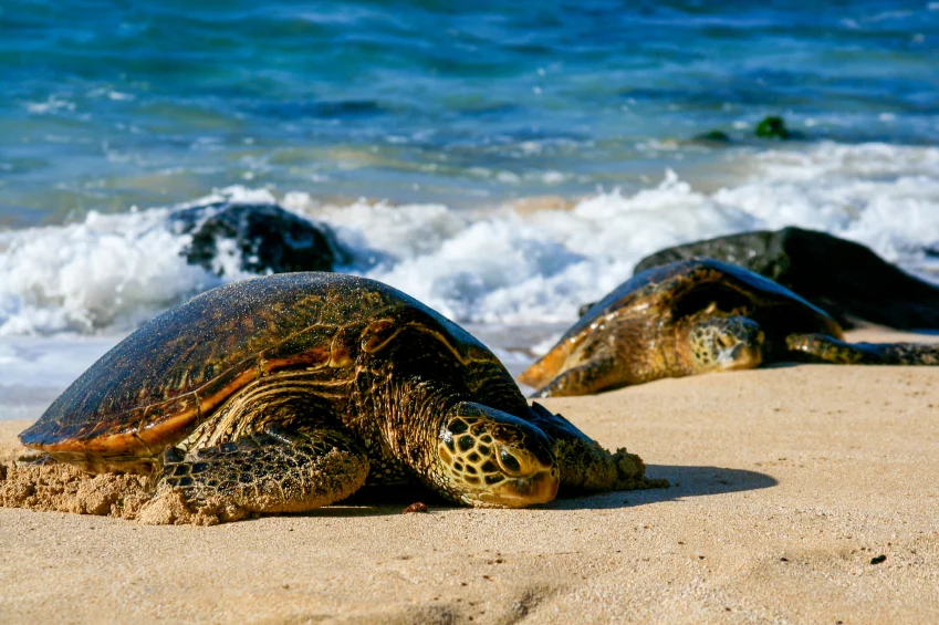 istock_000026548667small_849