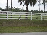 jupiter_farms_179_179