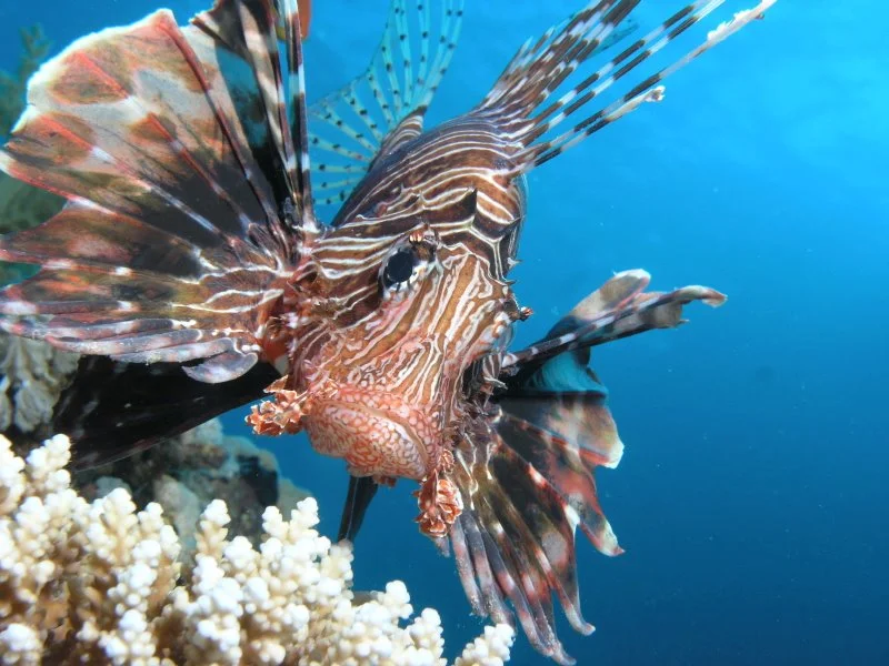 lionfish_800