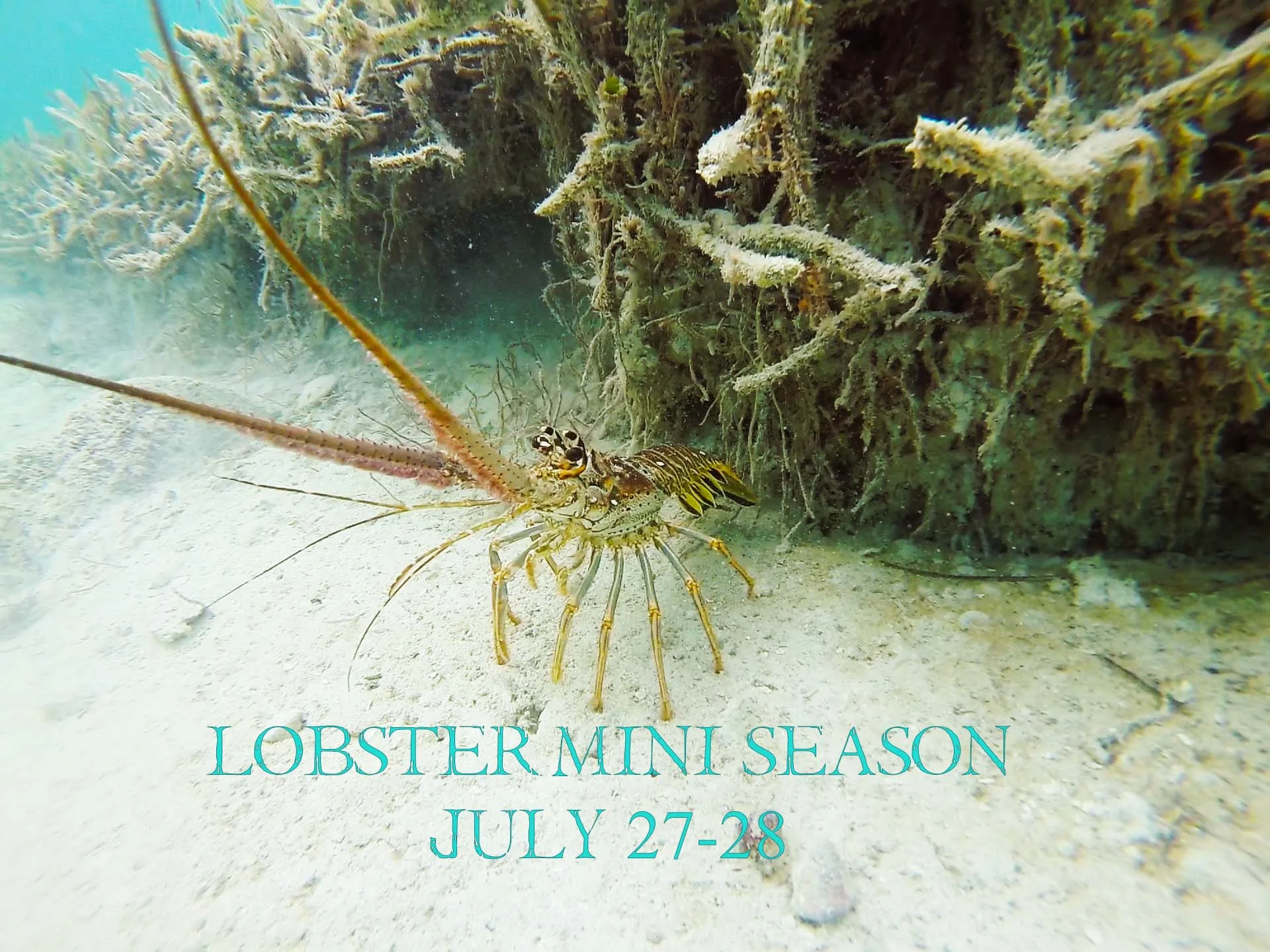    lobster 