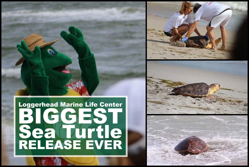 Loggerhead Marine Life Center - 5 Turtle Release