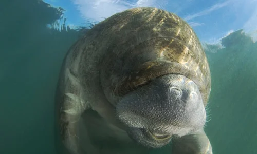 manatee1_500