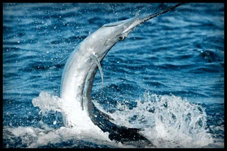 Billfish Tournament 