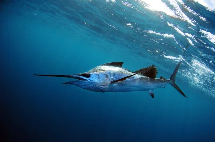 sailfish_425