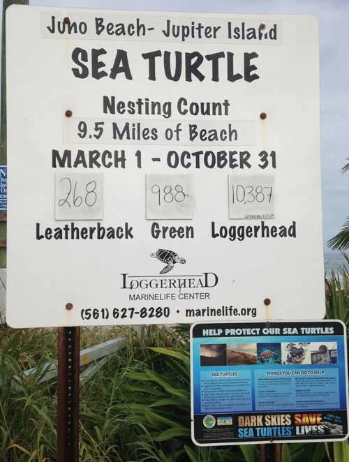 turtle nesting light ordinance