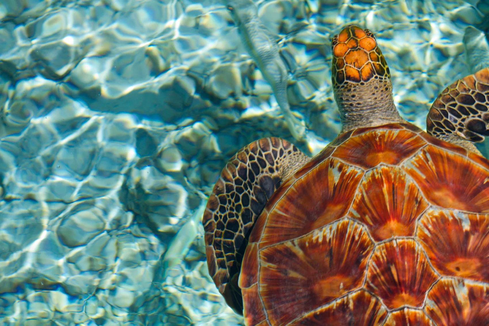 seaturtle6_1698