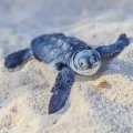 seaturtle_-_copy_120