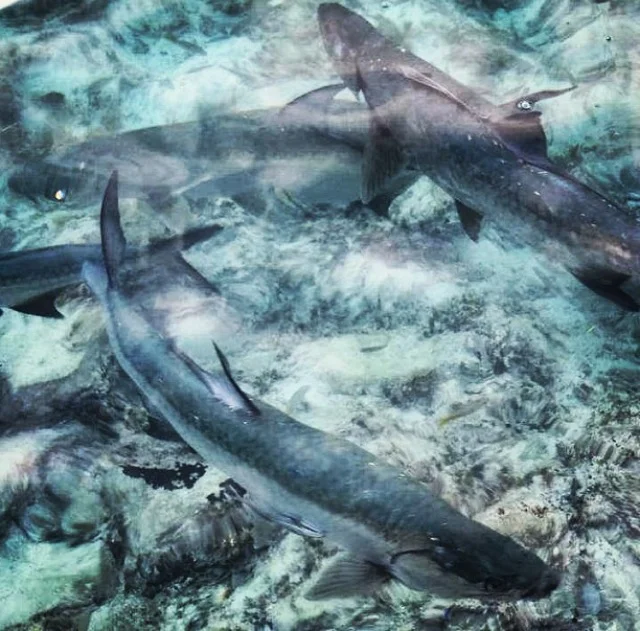 tarpon_640