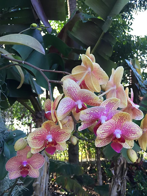 yellow_pink_orchid_667