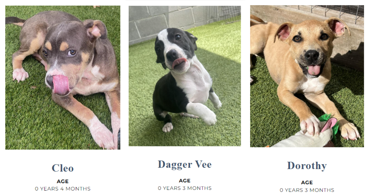 puppies at big dog ranch rescue in Florida