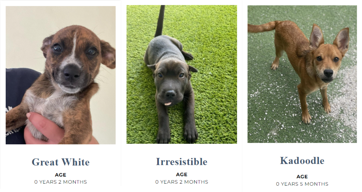 puppies at big dog ranch rescue in Florida