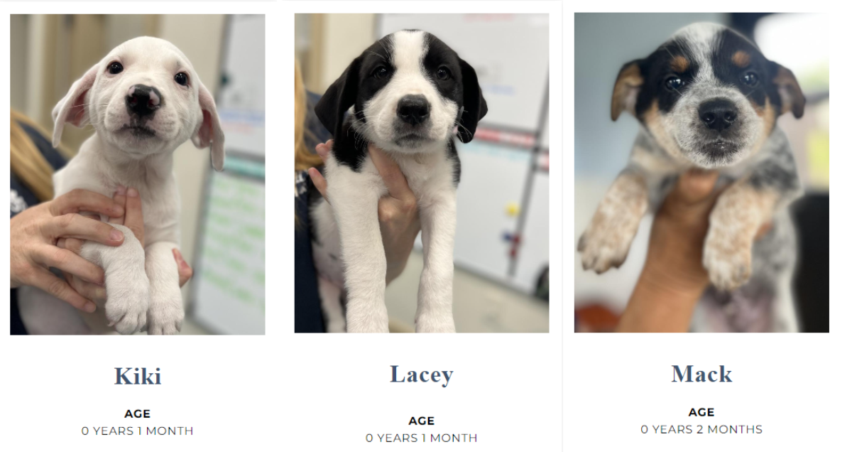 puppies at big dog ranch rescue in Florida