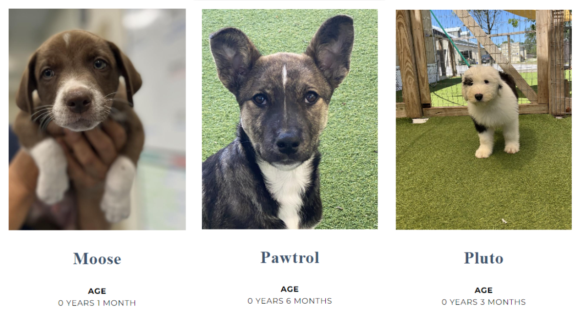 puppies at big dog ranch rescue in Florida