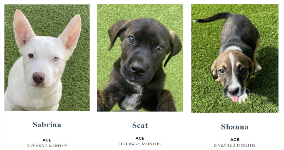 puppies at big dog ranch rescue in Florida