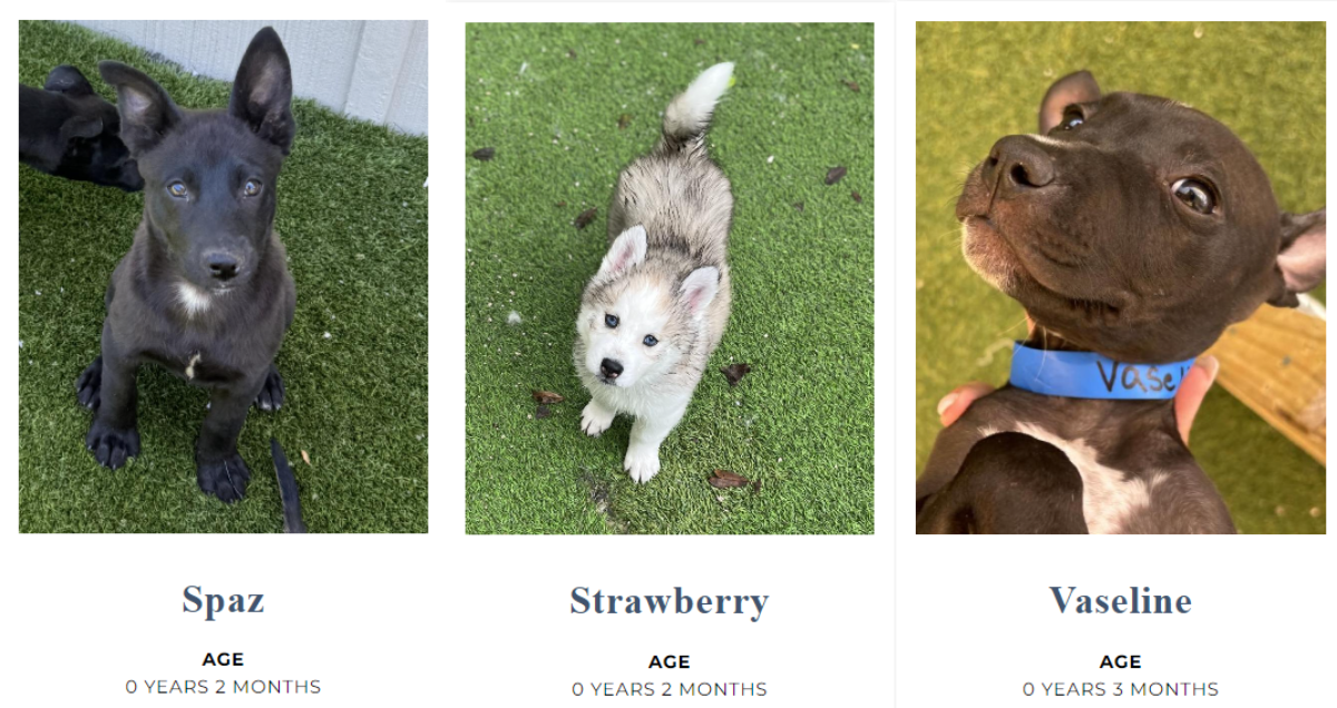 puppies at big dog ranch rescue in Florida