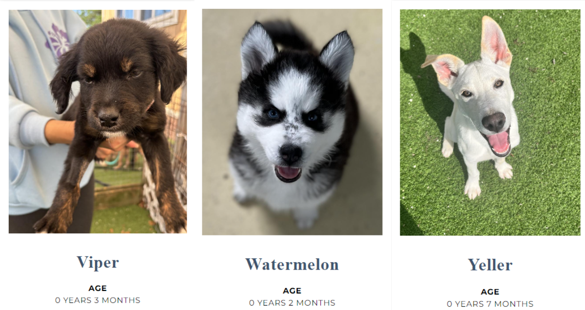 puppies at big dog ranch rescue in Florida